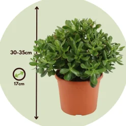 PLANT IN A BOX - Arbre de jade - crassula ovata 'minor' - hauteur 30-35cm - ⌀17cm