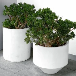PLANT IN A BOX - Arbre de jade - crassula ovata 'minor' - hauteur 45-50cm - ⌀23cm