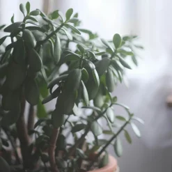 PLANT IN A BOX - Arbre de jade - crassula ovata 'minor' - hauteur 45-50cm - ⌀23cm