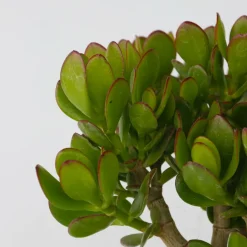 PLANT IN A BOX - Arbre de jade - crassula ovata 'minor' - hauteur 45-50cm - ⌀23cm