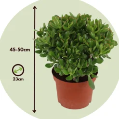 PLANT IN A BOX - Arbre de jade - crassula ovata 'minor' - hauteur 45-50cm - ⌀23cm