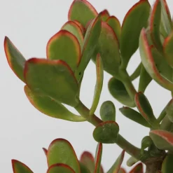 PLANT IN A BOX - Arbre de jade - crassula ovata 'sunset' - hauteur 55-60cm - ⌀30cm