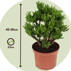 PLANT IN A BOX - Arbre de jade - crassula ovata 'hobbit' - hauteur 45-50cm - ⌀23cm