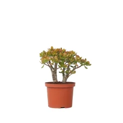 PLANT IN A BOX - Arbre de jade - crassula ovata 'sunset' - hauteur 30-35cm - ⌀17cm