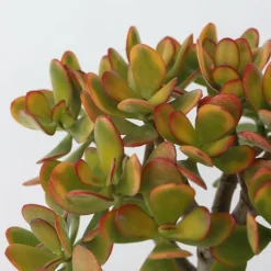 PLANT IN A BOX - Arbre de jade - crassula ovata 'sunset' - hauteur 30-35cm - ⌀17cm