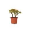 PLANT IN A BOX - Arbre de jade - crassula ovata 'sunset' - hauteur 45-50cm - ⌀23cm