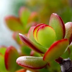 PLANT IN A BOX - Arbre de jade - crassula ovata 'sunset' - hauteur 45-50cm - ⌀23cm