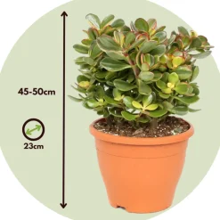 PLANT IN A BOX - Arbre de jade - crassula ovata 'sunset' - hauteur 45-50cm - ⌀23cm