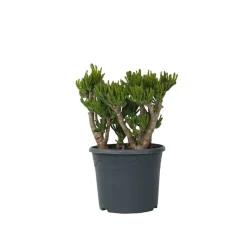 PLANT IN A BOX - Arbre de jade - crassula ovata 'hobbit' - hauteur 55-60cm - ⌀30cm