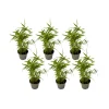 PLANT IN A BOX - Bambou - lot de 6 - fargesia nitida 'black dragon' - hauteur 25-40cm - ⌀14cm
