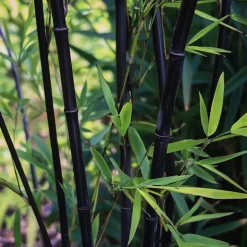 PLANT IN A BOX - Bambou - lot de 6 - fargesia nitida 'black dragon' - hauteur 25-40cm - ⌀14cm