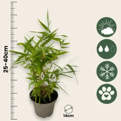 PLANT IN A BOX - Bambou - lot de 6 - fargesia nitida 'black dragon' - hauteur 25-40cm - ⌀14cm