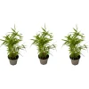 PLANT IN A BOX - Bambou - lot de 3 - fargesia nitida 'black dragon' - hauteur 25-40cm - ⌀14cm