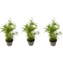 PLANT IN A BOX - Bambou - lot de 3 - fargesia nitida 'black dragon' - hauteur 25-40cm - ⌀14cm
