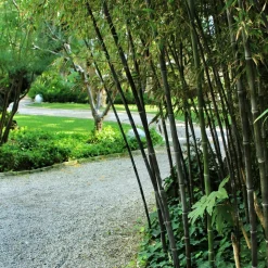 PLANT IN A BOX - Bambou - lot de 3 - fargesia nitida 'black dragon' - hauteur 25-40cm - ⌀14cm