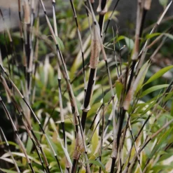 PLANT IN A BOX - Bambou - lot de 3 - fargesia nitida 'black dragon' - hauteur 25-40cm - ⌀14cm