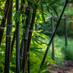 PLANT IN A BOX - Bambou - lot de 3 - fargesia nitida 'black dragon' - hauteur 25-40cm - ⌀14cm