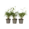 PLANT IN A BOX - Bambou - set de 3 - fargesia 'asian wonder' - hauteur 25-40cm - ⌀13cm