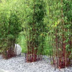 PLANT IN A BOX - Bambou - set de 3 - fargesia 'asian wonder' - hauteur 25-40cm - ⌀13cm