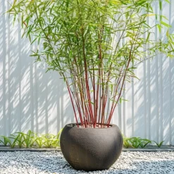 PLANT IN A BOX - Bambou - set de 3 - fargesia 'asian wonder' - hauteur 25-40cm - ⌀13cm