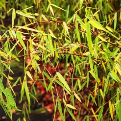 PLANT IN A BOX - Bambou - set de 3 - fargesia 'asian wonder' - hauteur 25-40cm - ⌀13cm