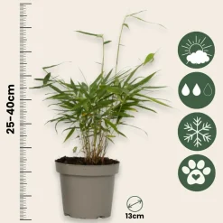 PLANT IN A BOX - Bambou - set de 3 - fargesia 'asian wonder' - hauteur 25-40cm - ⌀13cm