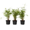 PLANT IN A BOX - Bambou bleu - set de 6 - fargesia papyrifera 'grex' - hauteur 30-40cm - ⌀13cm