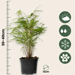 PLANT IN A BOX - Bambou bleu - set de 6 - fargesia papyrifera 'grex' - hauteur 30-40cm - ⌀13cm