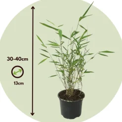 PLANT IN A BOX - Bambou bleu - set de 6 - fargesia papyrifera 'grex' - hauteur 30-40cm - ⌀13cm