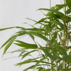 PLANT IN A BOX - Bambou bleu - set de 3 - fargesia papyrifera 'grex' - hauteur 30-40cm - ⌀13cm