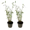 PLANT IN A BOX - Bambou non-traçant - set de 2 - fargesia 'blue dragon' - hauteur 30-40cm - ⌀13cm