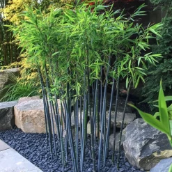 PLANT IN A BOX - Bambou non-traçant - set de 2 - fargesia 'blue dragon' - hauteur 30-40cm - ⌀13cm