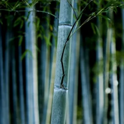 PLANT IN A BOX - Bambou non-traçant - set de 2 - fargesia 'blue dragon' - hauteur 30-40cm - ⌀13cm