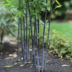 PLANT IN A BOX - Bambou non-traçant - set de 2 - fargesia 'blue dragon' - hauteur 30-40cm - ⌀13cm