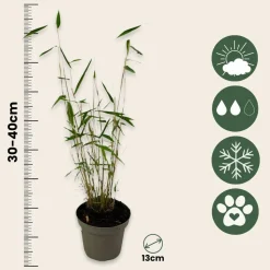 PLANT IN A BOX - Bambou non-traçant - set de 2 - fargesia 'blue dragon' - hauteur 30-40cm - ⌀13cm