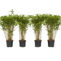 PLANT IN A BOX - Bambou non-traçant - set de 4 - fargesia nitida 'gansu' - h50-70cm - ⌀17cm
