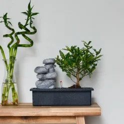 PLANT IN A BOX - Bonsaï - bonsai - hauteur 25-35cm - ⌀29cm