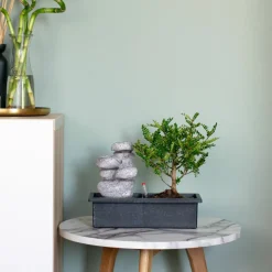 PLANT IN A BOX - Bonsaï - bonsai - hauteur 25-35cm - ⌀29cm