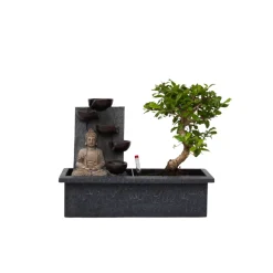 PLANT IN A BOX - Bonsaï - bonsai - hauteur 25-35cm - ⌀29cm