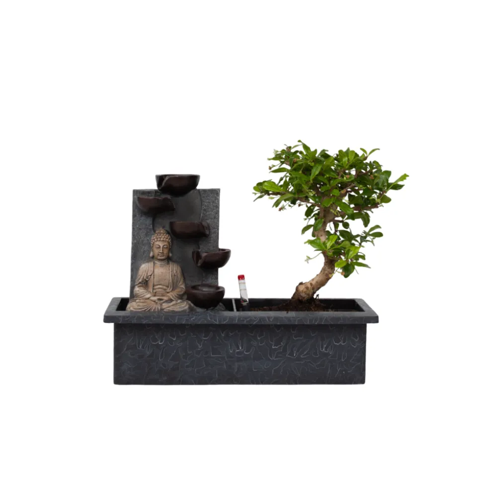 PLANT IN A BOX - Bonsaï - bonsai - hauteur 25-35cm - ⌀29cm