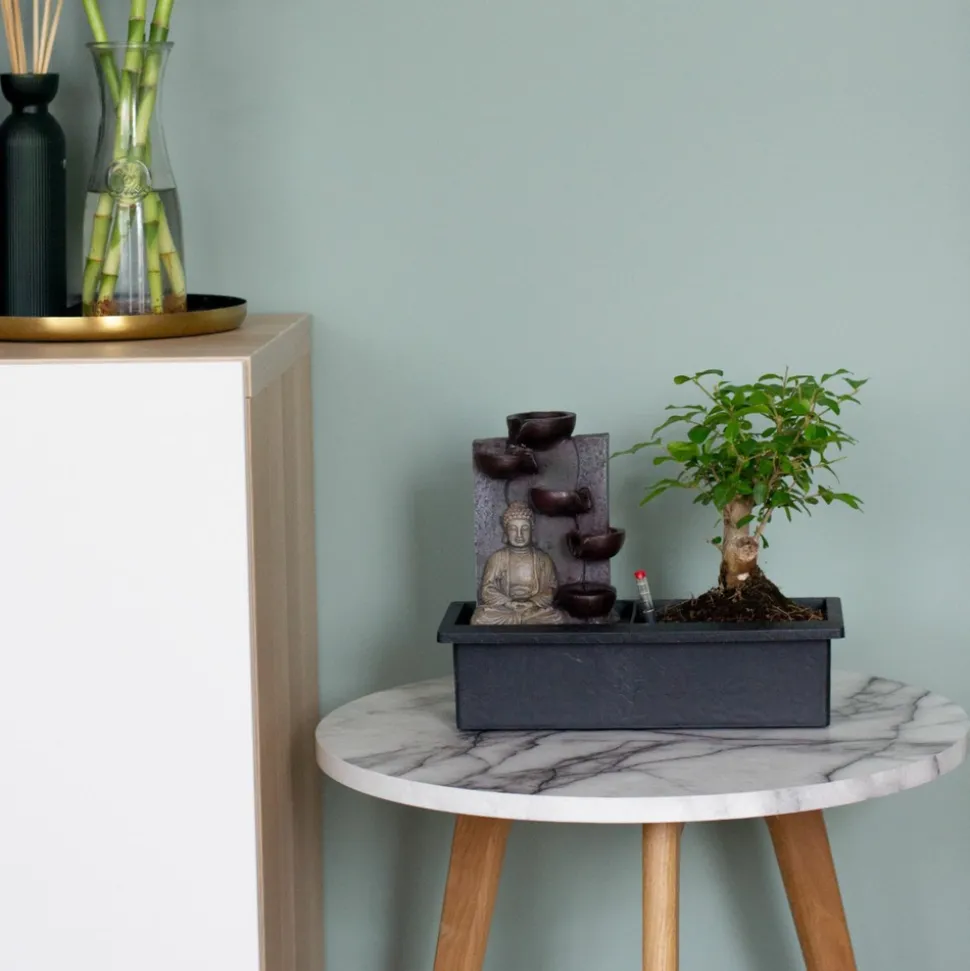 PLANT IN A BOX - Bonsaï - bonsai - hauteur 25-35cm - ⌀29cm