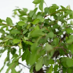 PLANT IN A BOX - Bonsaï - bonsai - hauteur 25-35cm - ⌀29cm