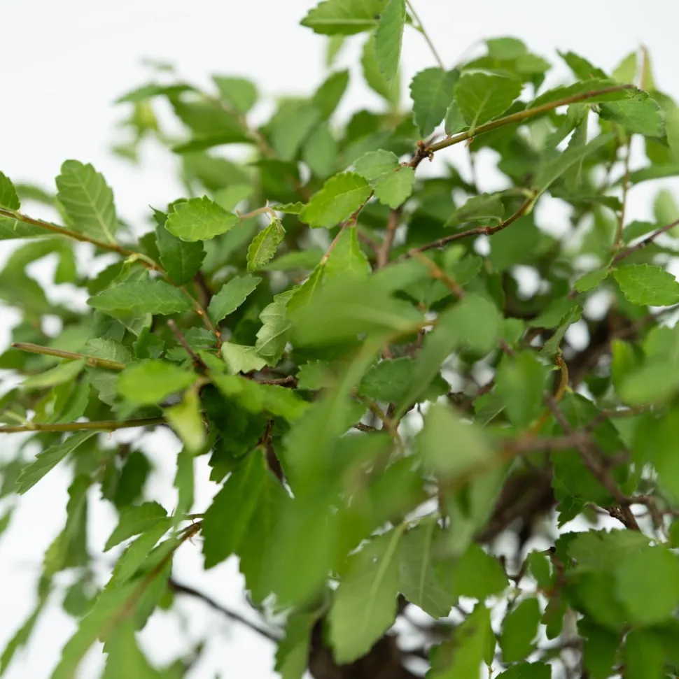 PLANT IN A BOX - Bonsaï - bonsai - hauteur 25-35cm - ⌀29cm