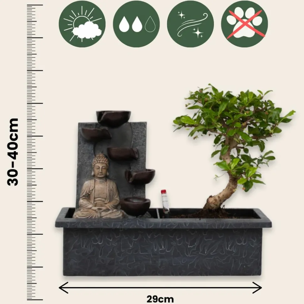 PLANT IN A BOX - Bonsaï - bonsai - hauteur 25-35cm - ⌀29cm