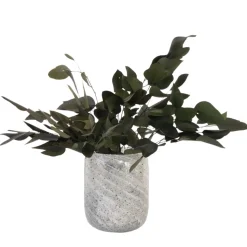 PLANT IN A BOX - Bouquet de fleurs sèches - eucalyptus stuartiana