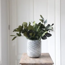 PLANT IN A BOX - Bouquet de fleurs sèches - eucalyptus stuartiana