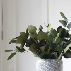 PLANT IN A BOX - Bouquet de fleurs sèches - eucalyptus stuartiana