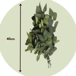PLANT IN A BOX - Bouquet de fleurs sèches - eucalyptus stuartiana