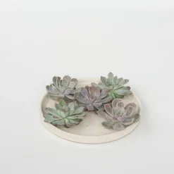 PLANT IN A BOX - Bricolage décorative - set de 5 - echeveria lilacina - hauteur 7cm