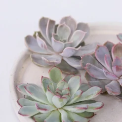 PLANT IN A BOX - Bricolage décorative - set de 5 - echeveria lilacina - hauteur 7cm